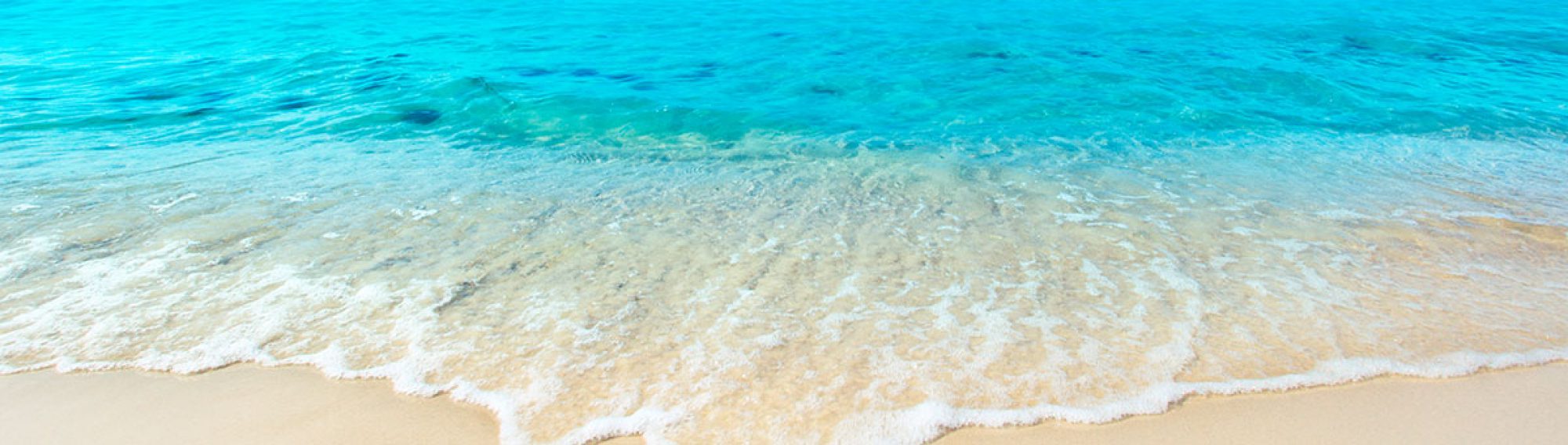 Thoughts of a Blu Jay